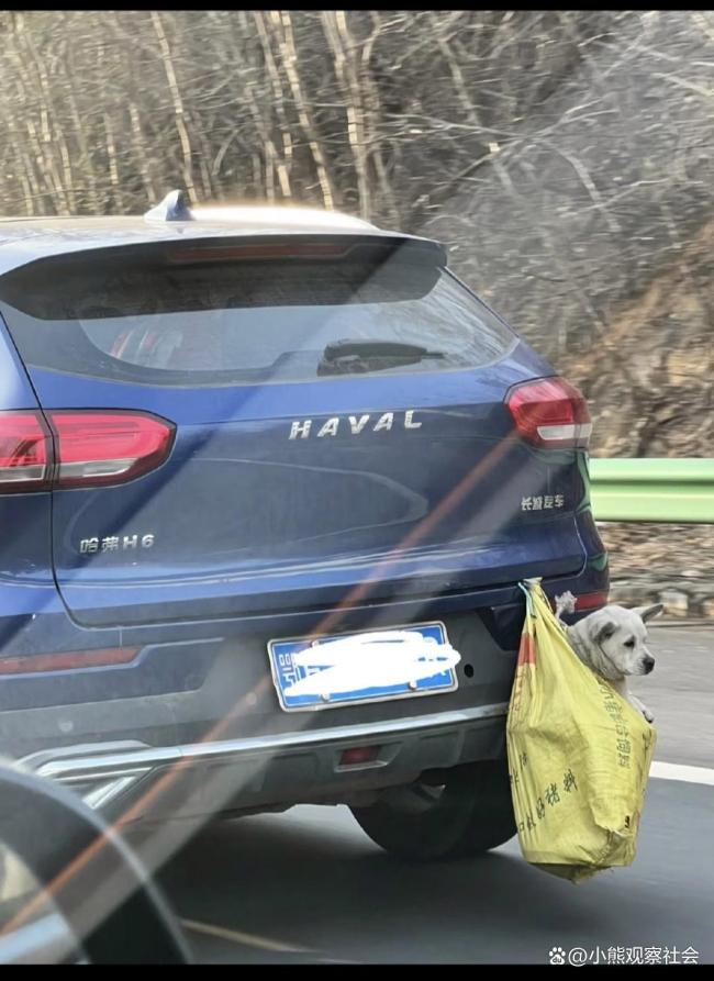 300公里高速发现62具宠物尸体 春节返程路上的惨烈真相