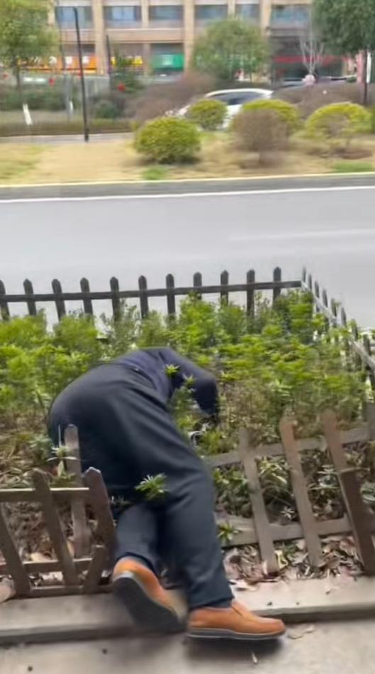 老人摔倒在街头花坛 众人接力扶起 温暖一幕感动蔡甸