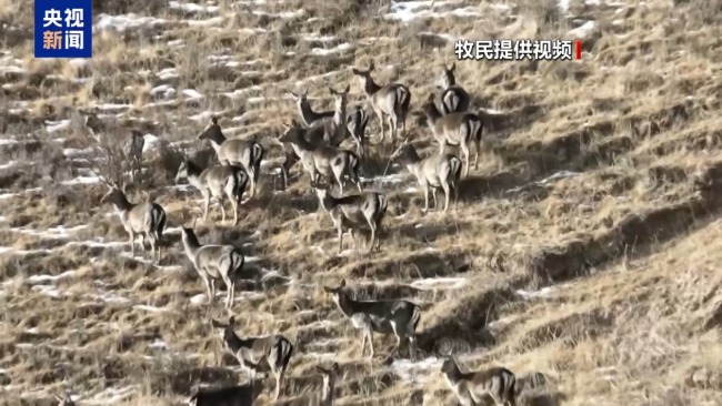 下山借牧还交上了朋友 这趟“冬牧”值了