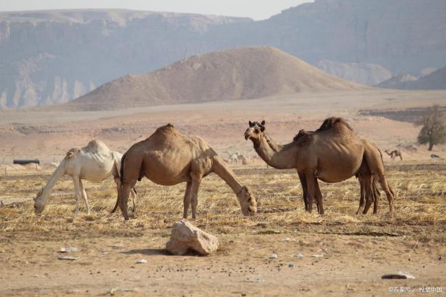 23头骆驼被咬死后牧民安装防狼神器