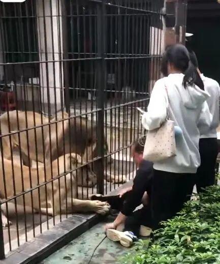 游客把木棍伸进猴园致猴子跑出 规则意识何在?