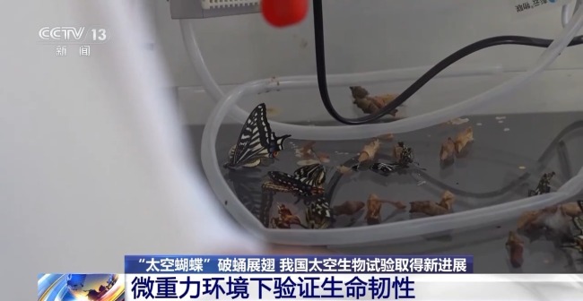 我国太空生物试验取得新进展 蝴蝶成功破蛹展翅
