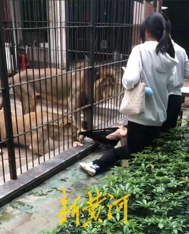 女童在中山公园遭狮子拖拽