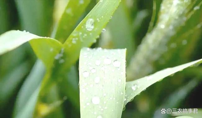 今日八九尾，下雨有何预兆？春雨贵如油
