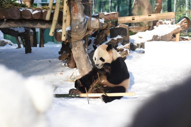 喜鹊薅“七仔”毛筑巢 鸟界爱马仕原材料