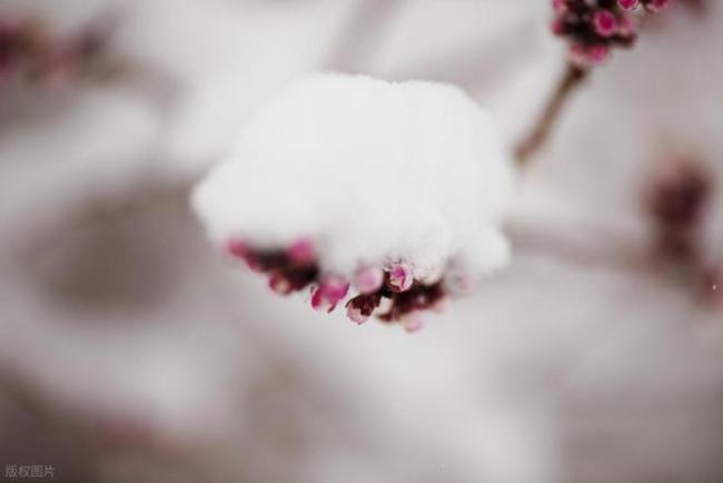 北京下雪了!故宫已经飘起雪花,被雪中的紫禁城惊艳到了 春雪装点京城美景