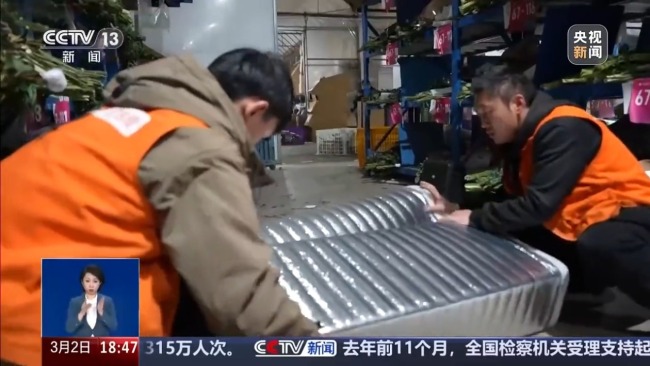 从花田到千家万户 一束云南鲜花的“春运之旅”