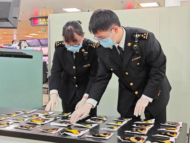 厦门海关查获43只濒危蝴蝶标本 旅检渠道最大查获案