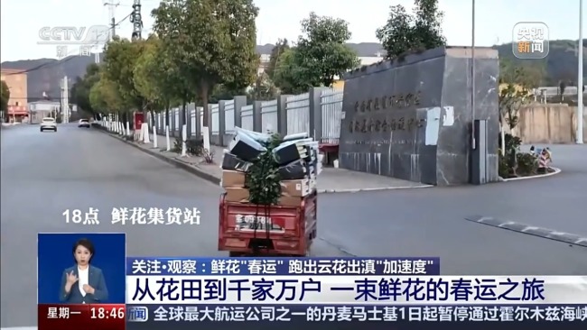 从花田到千家万户 一束云南鲜花的“春运之旅”