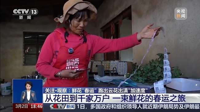从花田到千家万户 一束云南鲜花的“春运之旅”