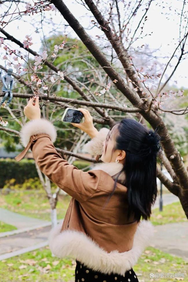 武汉将出现“超长春天” 花海接力赛开启