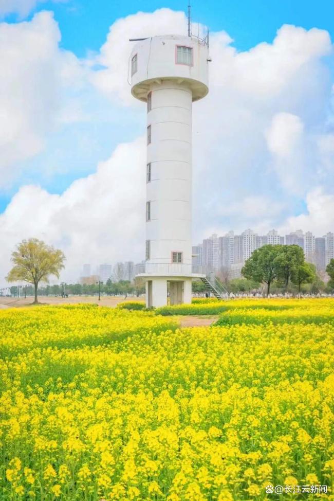 武汉将出现“超长春天” 花海接力赛开启