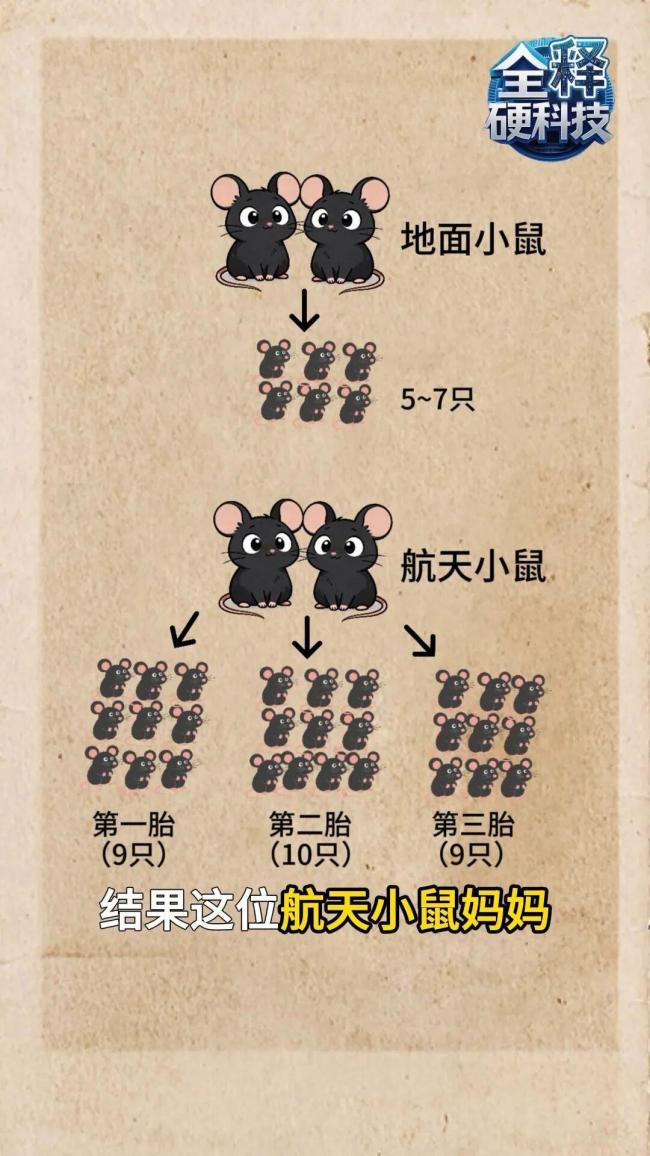 “航天小鼠”产下第三窝鼠宝宝 太空经历增强生育能力