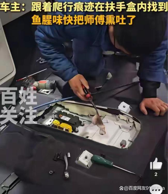 女子苦寻臭八爪鱼三天拆车抓出 车内“越狱”大戏