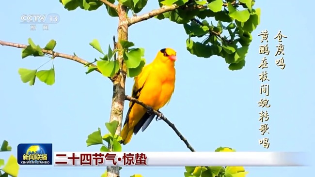 文化中国行丨二十四节气·惊蛰