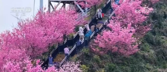 各地春日文旅升温 “赏花流量”化为“消费留量”
