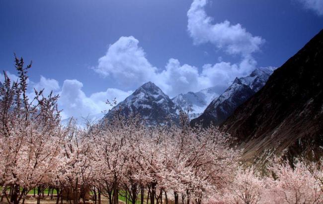 春日花海超治愈 花瓣如雨落肩头