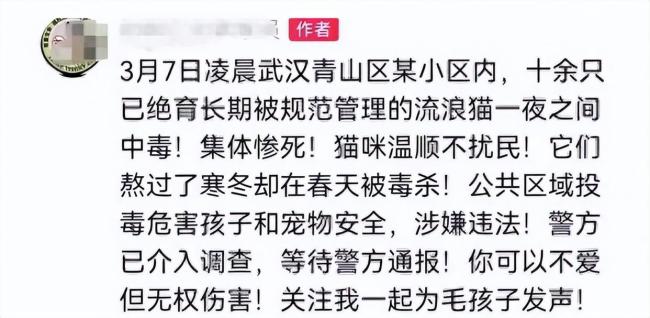 小区10余只流浪猫疑被毒杀 警方介入 现场惨不忍睹