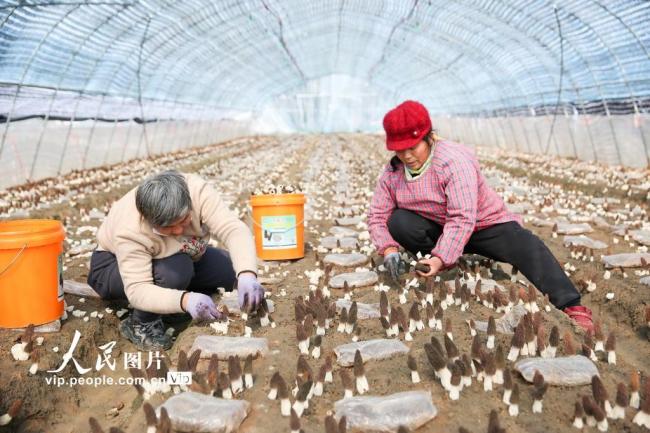 江苏如皋：采摘羊肚菌