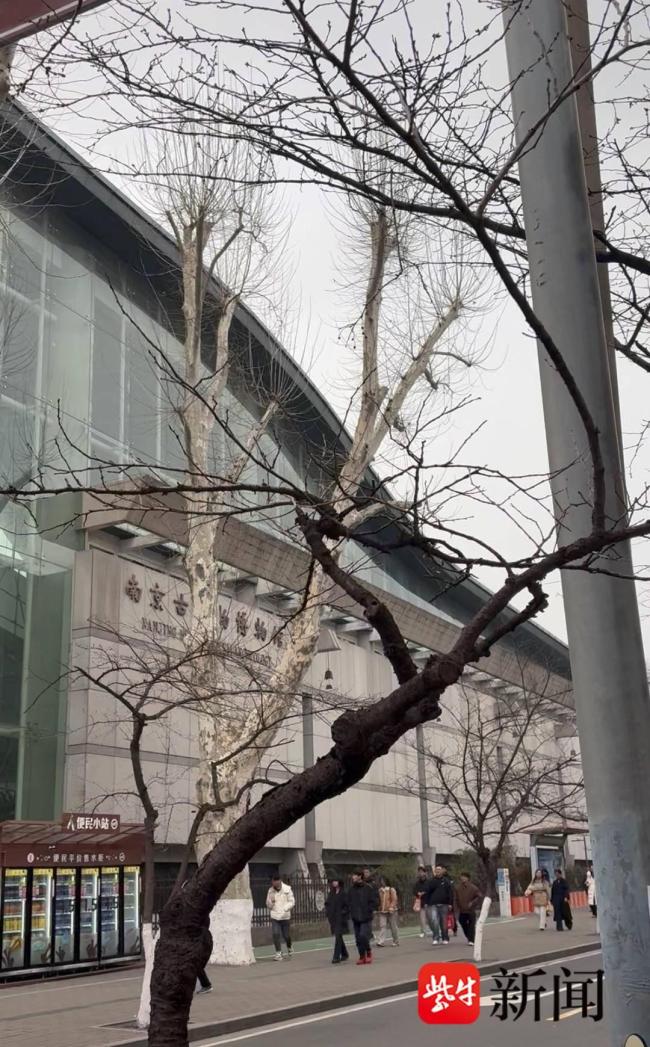 鸡鸣寺消息树今年失约 气温波动影响花期