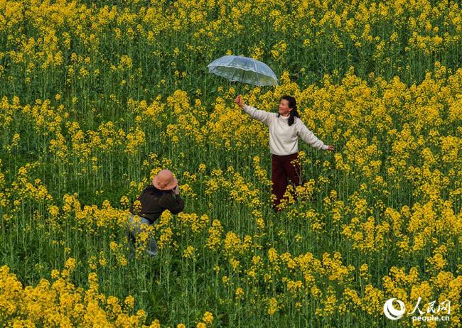 江西南昌：油菜花开春色美