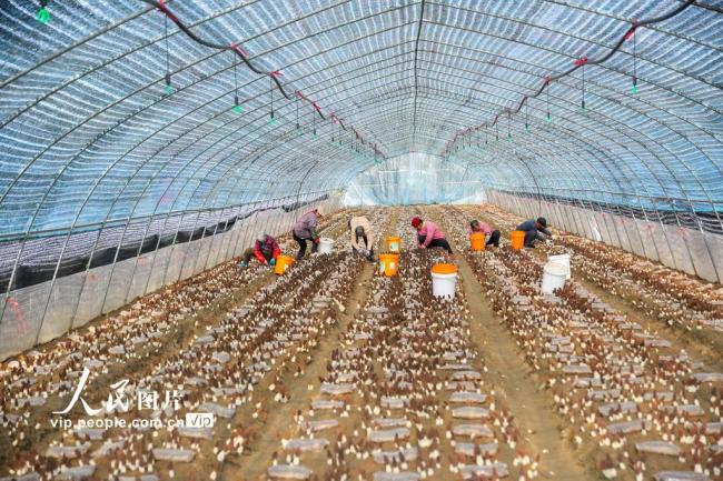 江苏如皋：采摘羊肚菌