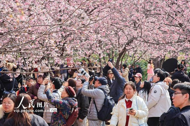 江苏南京：樱花烂漫春意浓