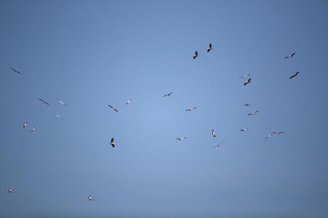 超罕见!51只东方白鹳亮相北京