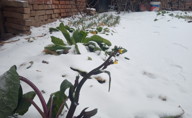 今春大范围雨雪 农谚预示好年景