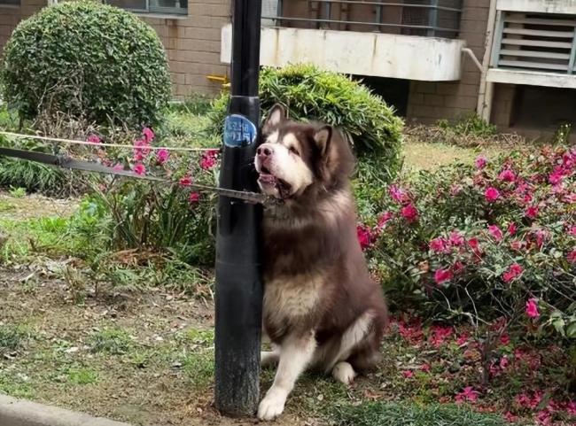 女子回应发咬人犬只安乐死视频 养宠责任引热议