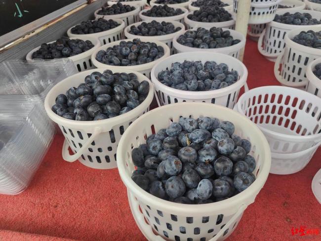 蓝莓个头“一个顶俩” 品种更迭与栽培革新