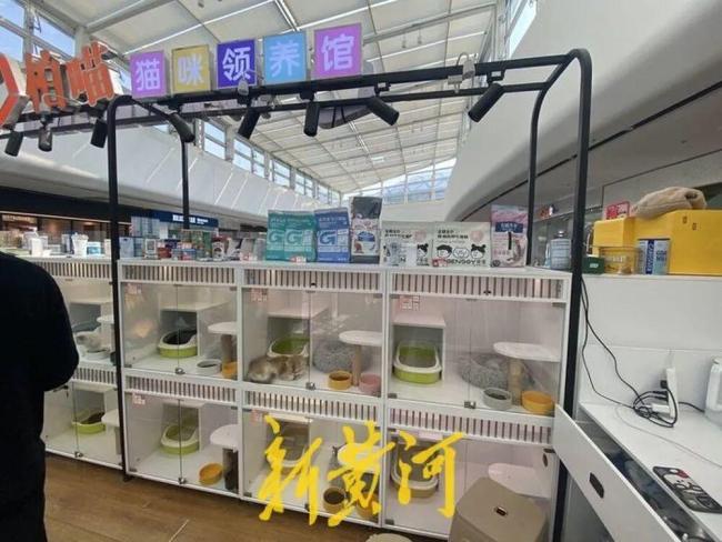 免费领养一只猫 却背上网贷 猫咪走后，债还在