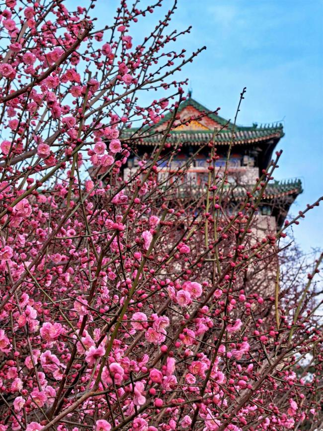 错过再等一年!北京这些地方马上“爆火”,打卡点来了——2026早春花讯全揭秘