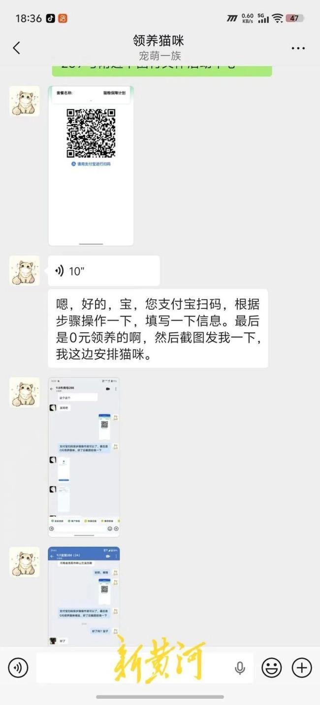 免费领养一只猫 却背上网贷 猫咪走后，债还在