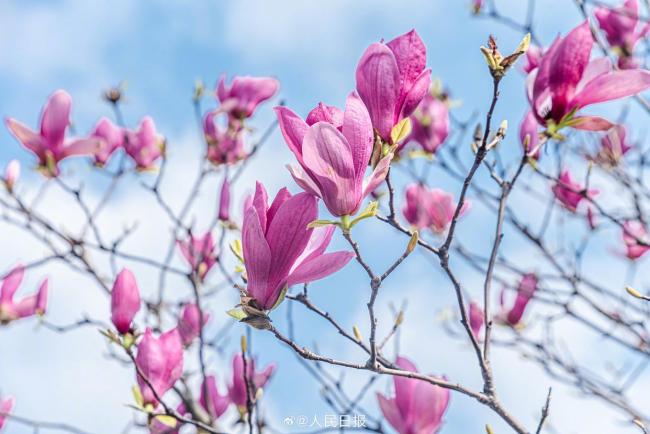 有一种浪漫叫玉兰花开了 蓝天映衬芬芳多姿