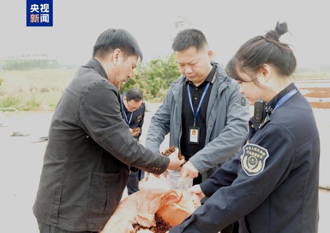 广西南宁调查处置“超硫八角”问题 严查市场晒场