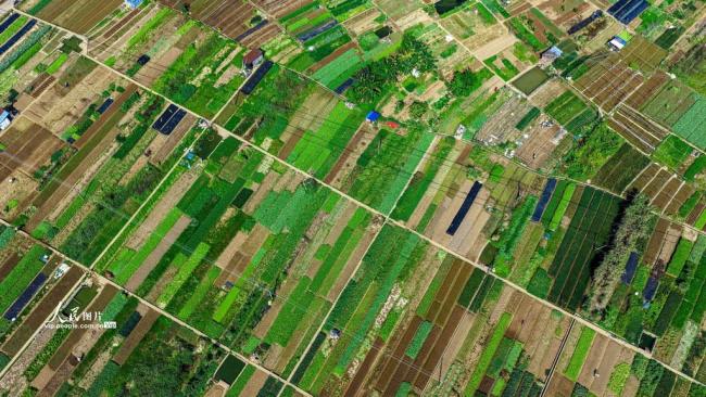 广西梧州：多彩菜畦绘出田园美景