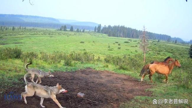 一马匹失控女骑手坠马被拖行 表演意外惊险一幕