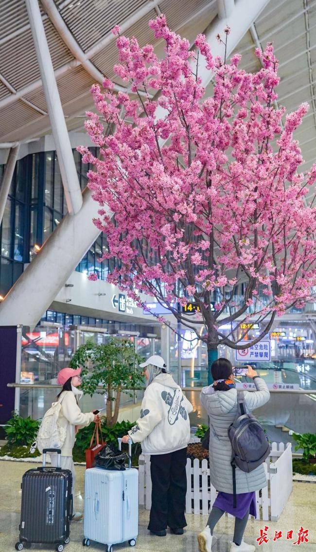 旅客在武汉站里就能赏樱 樱花首次“检票”进站
