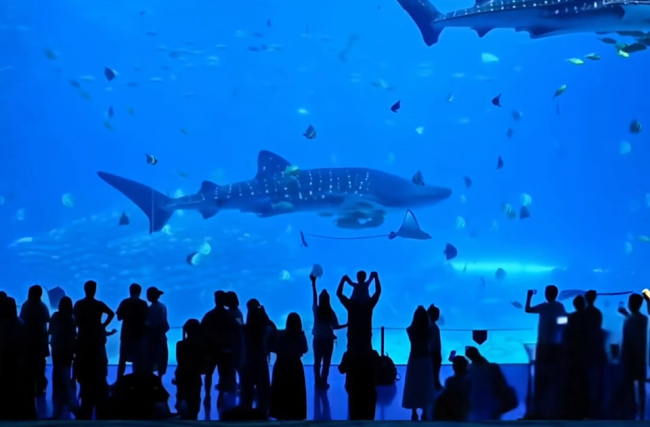 珠海长隆鲸鲨去世?多部门回应 官方确认一头鲸鲨因病死亡