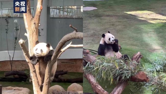 大熊猫四海在卡塔尔状况良好