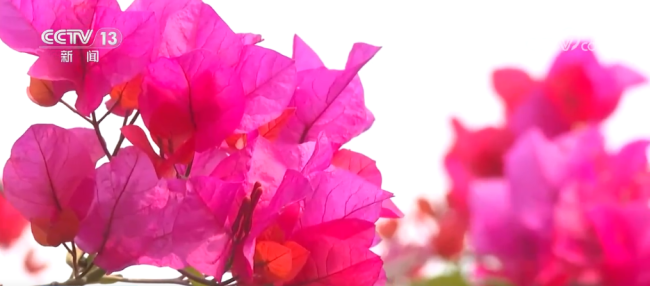 从赏花经济看春日消费新图景 各地花开吸引游客