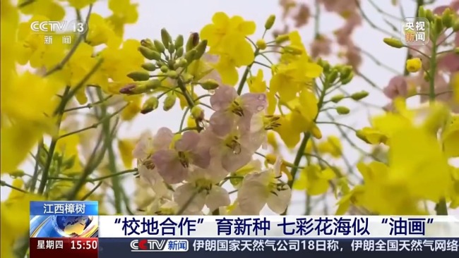 彩色油菜花让农田变身“调色板”
