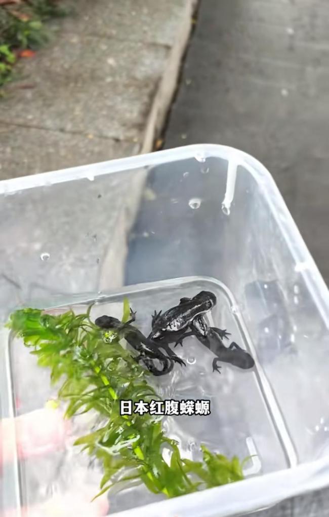 小学附近疑售卖剧毒蝾螈 学校提醒 加强安全教育