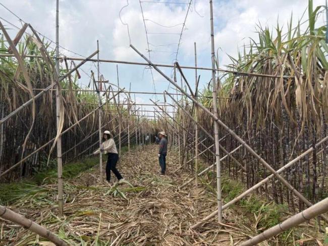 南方甘蔗1元一根北方甘蔗18元半根