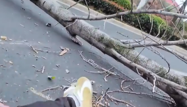 江西一大树突然倒伏横卧马路 骑行者紧急制动摔倒