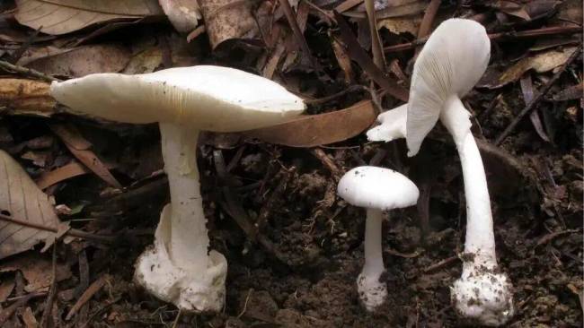 深圳一对夫妻喝汤后双双入院 警惕野生毒蘑菇