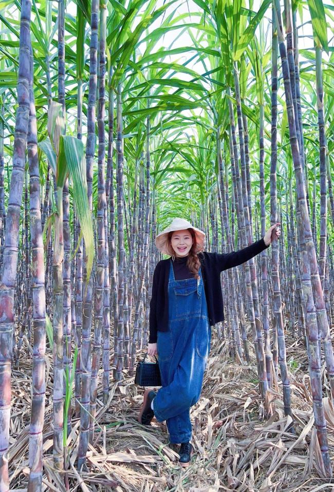 广州南沙甘蔗滞销 数百万斤滞留田间 甜蜜福利背后的产业之痛