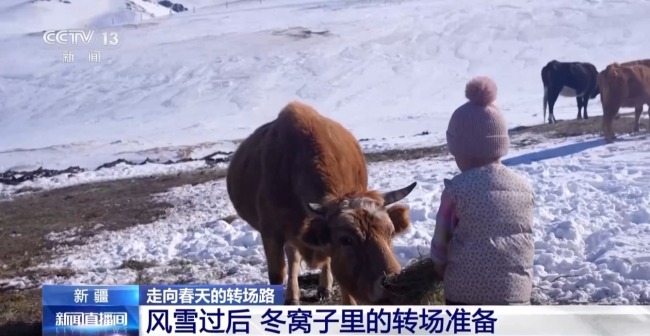 “搬家”進(jìn)行中 阿勒泰春季轉(zhuǎn)場有多壯觀
