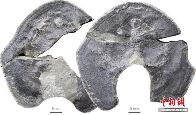 中国发现4.19亿年前盔甲鱼类新属种 揭示演化过渡关键证据